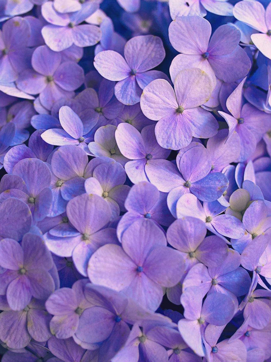 Violet hydrangea blossoms